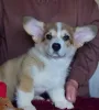 Дополнительные фото: Щенок вельш-корги
