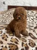 Дополнительные фото: Toy poodle puppies
