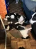 Дополнительные фото: Dreifarbige Border Collies