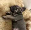 Дополнительные фото: Эксклюзив! Щенки французского бульдога.