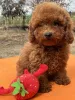 Дополнительные фото: Toy poodle's girl