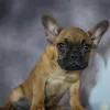 Фото №4. Продажа французского бульдога в Берлине заводчик - цена 40441₽