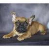 Фото №2 к объявлению №166640 о продаже французского бульдога - купить в Германии заводчик