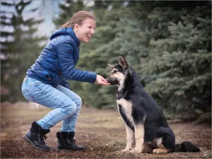 Фото №3. Щенок-сука Восточноевропейской овчарки.  Россия