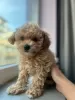 Фото №3. Maltipoo F1 Mini / Мальтипу Ф1 мини.  Германия