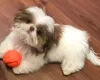 Фото №3. Щенки Shihtzu доступны для усыновления в.  Германия