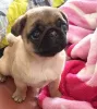 Фото №3. Prachtige mopshondpups zoeken een gouden mandje.  Нидерланды