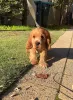 Фото №2 к объявлению №167786 о продаже английского кокер-спаниеля - купить в Финляндии частное объявление