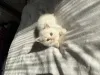 Дополнительные фото: Котята