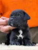 Фото №3. Entzückende Cane-Corso-Welpen suchen ein Liebevolles Zuhause!.  Германия