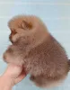 Дополнительные фото: Pomeranski Mini Shpic Pomeranian Spitz Померанские Мини шпицы