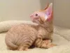 Фото №3. Очень милая и очаровательная традиционная кукла с мордочкой котят корниш-рекса.. Швейцария