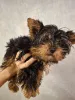 Фото №2 к объявлению №161228 о продаже бивер-йоркширского терьера, йоркширского терьера - купить в Литве частное объявление, из питомника, заводчик