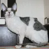 Фото №3. Авантюрные котята корниш-рекса. Черногория