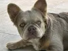 Дополнительные фото: Французский бульдог, женщина
