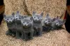 Фото №3. Котята русской голубой породы мужского и женского пола на усыновление.. Эстония