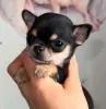 Фото №3. Продаются щенки чихуахуа, Бизнес WhatsApp 37256348129.  Финляндия