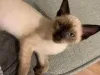 Фото №3. Chatons balinais доступны по желанию.. Бельгия