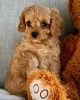 Фото №3. Cavapoo-Welpen Zur Усыновление.  Германия