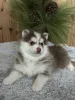 Дополнительные фото: Очаровательные щенки Помского, кобель и сука