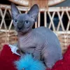 Фото №3. Сфинкс котят готовы к новому дому. Германия