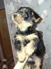 Дополнительные фото: Чистокровные щенки Йокрширского Терьера. 