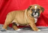 Фото №1. английский бульдог - купить в Дублин за договорная. Объявление №158209