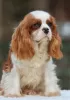 Дополнительные фото: Cavalier King Charles Spaniel Puppy