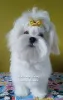 Фото №3. Чарівна малеча мальтезе найвищої якості.  Украина