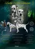 Дополнительные фото: Dalmatian Puppy FCI Pedigree