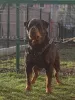 Дополнительные фото: Rottweiler, Top Puppy
