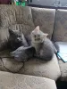 Фото №3. Милый котёнок ищет добрый и заботливый дом! Наш малыш готов отправиться в новую. Германия