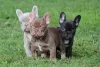 Фото №3. Chiots Bouledogue Français à vendre.  Люксембург