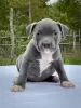 Дополнительные фото: American bully