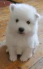 Фото №2 к объявлению №159434 о продаже японского шпица - купить в Бельгии частное объявление