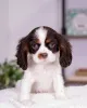 Фото №2 к объявлению №160716 о продаже кинг-чарльз-спаниеля - купить в Исландии заводчик