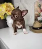 Фото №1. чихуахуа - купить в Болонья за договорная. Объявление №167389