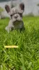 Дополнительные фото: Hello, french bulldog puppies for sale.