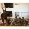 Дополнительные фото: Nuttede dobermann hvalpe søger et kærligt hjem for altid