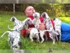 Фото №1. далматин - купить в Ческе Будеджовице за договорная. Объявление №170706