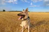 Дополнительные фото: Замечательная собака Альма в дар