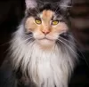 Дополнительные фото: Maine-Coon-Kätzchen/Katzen Zu Verkaufen