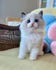 Фото №3. Ragdoll-Kätzchen Zur Усыновление. Германия