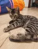 Дополнительные фото: Марсик маленький полосатый котик-подросток очень ждёт своего человека