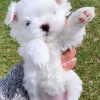 Дополнительные фото: Щенки мальтезе на усыновление, им 11 недель. Характер Очень покладистый и