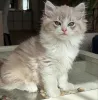Фото №1. рэгдолл - купить в Арис за договорная. Объявление №155406
