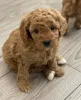 Фото №3. Пять красивых щенков F1B Cavapoo.  Австрия