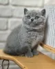 Фото №2 к объявлению №173283 о продаже британская короткошёрстная - купить в Польше частное объявление, заводчик