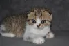 Дополнительные фото: Шотландская кошечка в мраморном окрасе