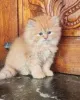 Фото №2 к объявлению №171561 о продаже персидская - купить в Финляндии частное объявление, заводчик